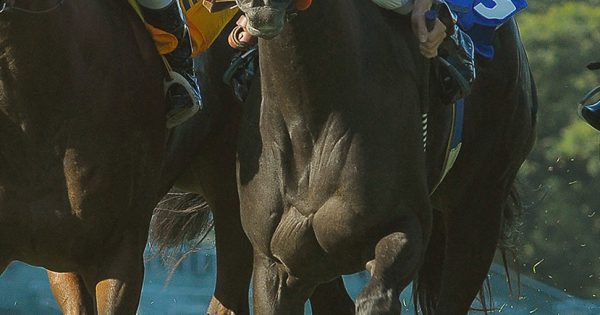 Racing | Stud RDI
